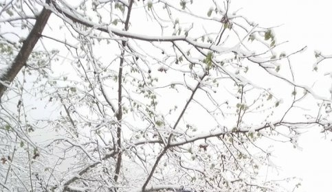 Kar Yağdı Fındıklar Tehlikeye Girdi