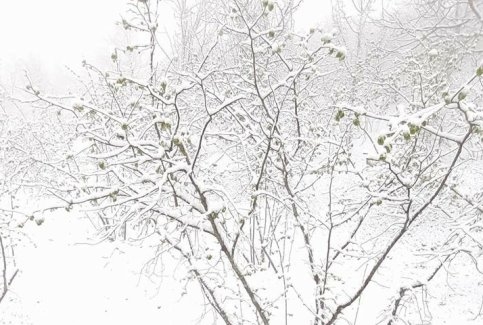 Kar Yağdı Fındıklar Tehlikeye Girdi
