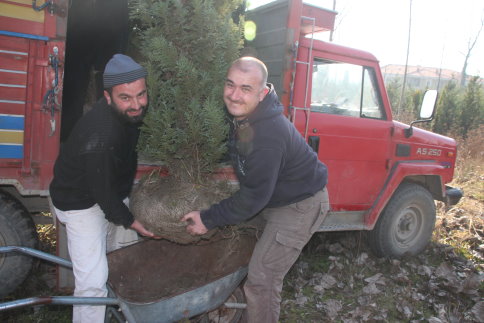 Hastane Bahçesi Ağaçlarla Güzelleşiyor