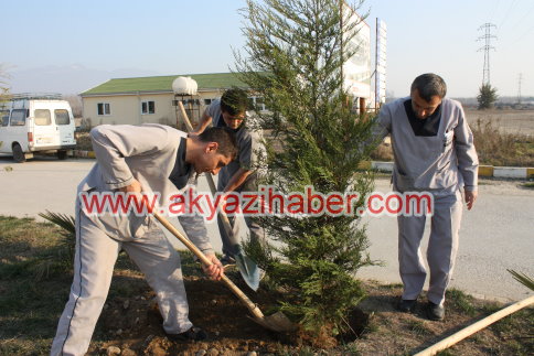 Hastane Bahçesi Ağaçlarla Güzelleşiyor