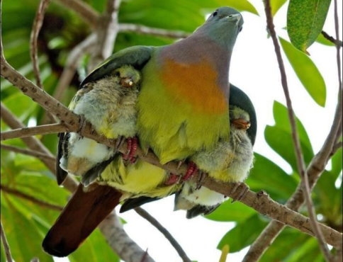 İşte annelik içgüdüsü...