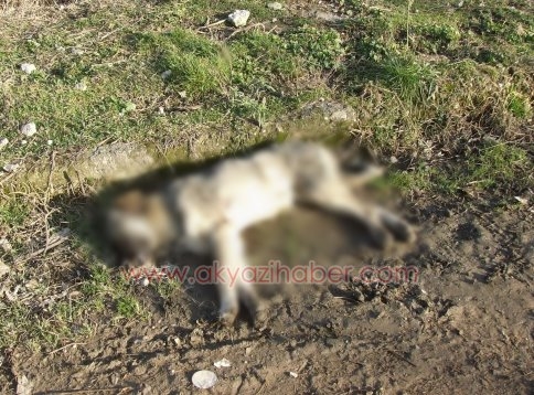 Motosikletle Köpeğe Çarptı