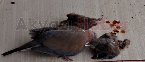 Anne Kumru Zehirlenmek Pahasına Yavrularını Terk etmedi