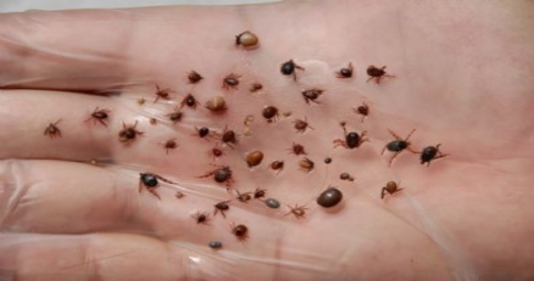 Veteriner Hekimler Odasından Kene Uyarısı 