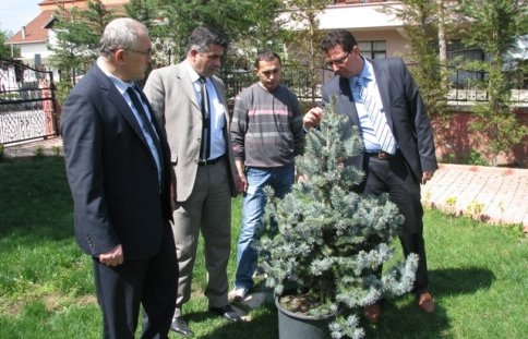 Papatya’dan Öğretmenevi Bahçesine Mavi Ladin