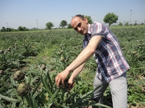 İzmir’den sonra Akyazı’da yetişiyor