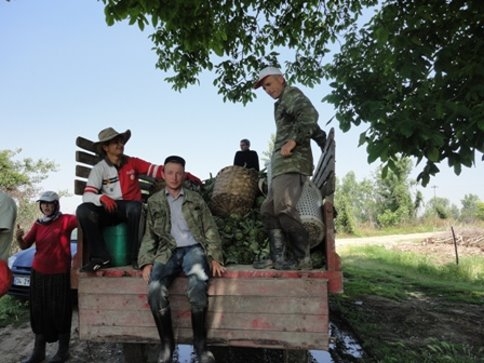 İzmir’den sonra Akyazı’da yetişiyor