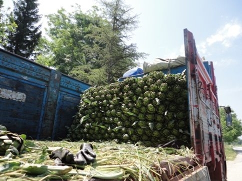 İzmir’den sonra Akyazı’da yetişiyor