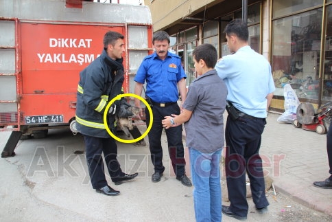 İki Ayrı Nokta da Kedi Kurtarma Operasyonu