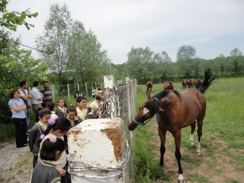 Paris İlköğretim Süt Sığırcığını Öğreniyor