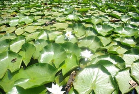 Yüzlerce Kilometre Uzaktan Görmeye Geliyorlar