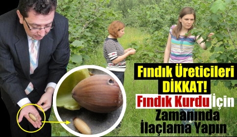 Fındık Kurdu ile Mücadele