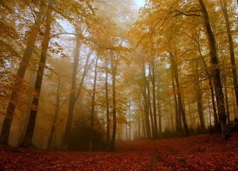 Haydi Gençler Yaz Kampa