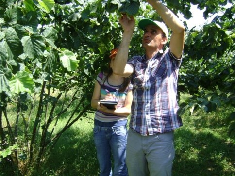 Fındıkta Rekolte Yüksek