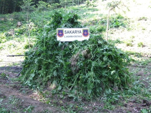 20 Bin Kök Kenevir Ele Geçirildi