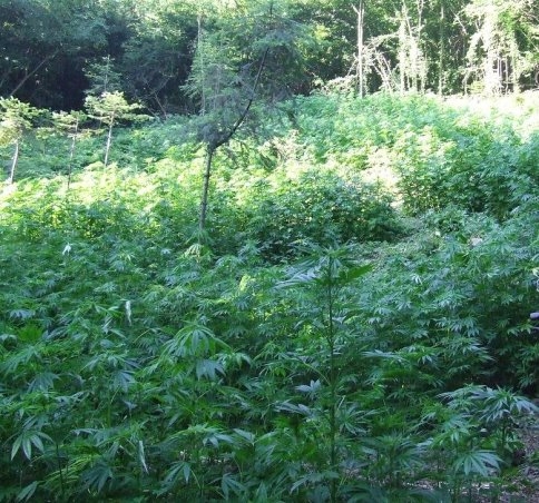 20 Bin Kök Kenevir Ele Geçirildi