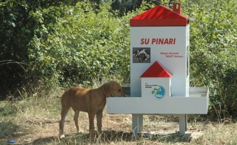 Sakarya'da Sokak Hayvanlarına Su ve Yem Odakları Yapıldı