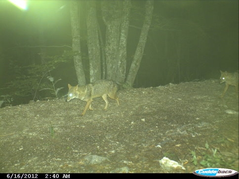Akyazı Ormanlarında Fotokapan Çalışması
