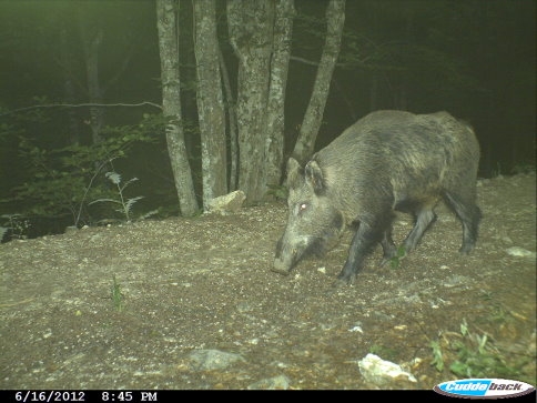 Akyazı Ormanlarında Fotokapan Çalışması