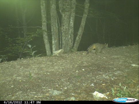 Akyazı Ormanlarında Fotokapan Çalışması
