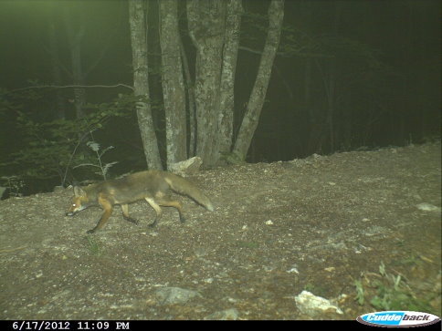 Akyazı Ormanlarında Fotokapan Çalışması