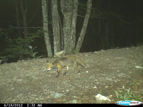 Akyazı Ormanlarında Fotokapan Çalışması