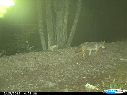 Akyazı Ormanlarında Fotokapan Çalışması