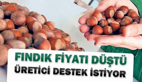 Fındık Fiyatı Düştü Üretici Destek İstiyor
