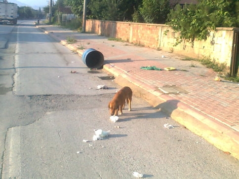 Çöp Bidonlarına Rahat Yok