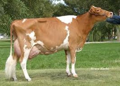 Taşyatak’da 31 Aileye 124 Büyükbaş Hayvan Dağıtılacak 