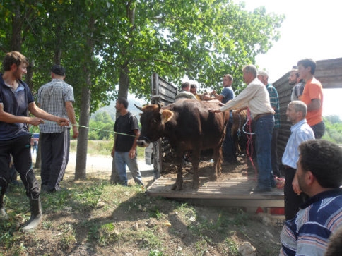 Taşyatak’da 31 Aileye 124 Büyükbaş Hayvan Teslim Edildi