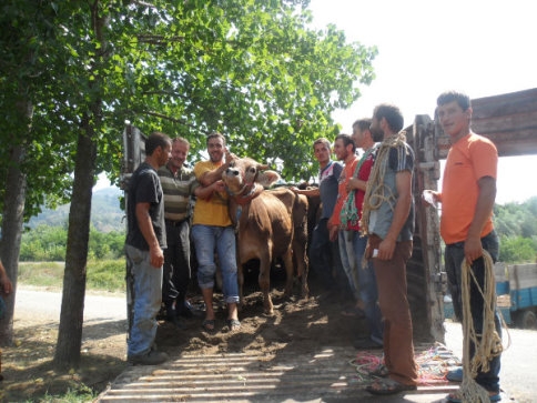 Taşyatak’da 31 Aileye 124 Büyükbaş Hayvan Teslim Edildi