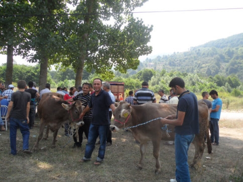 Taşyatak’da 31 Aileye 124 Büyükbaş Hayvan Teslim Edildi