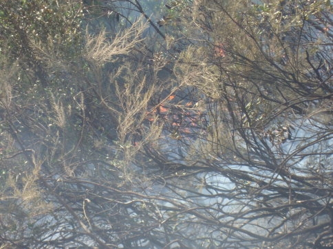 Akyazı ilçesinde çıkan orman yangını güçlükle kontrol altına alınabildi.