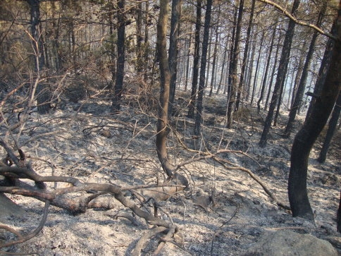 Akyazı ilçesinde çıkan orman yangını güçlükle kontrol altına alınabildi.