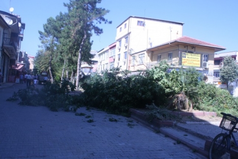 Çarşı İçerisindeki Tarihi Ağaçların Bir kısmı Kesildi