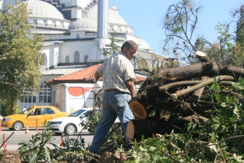 Çarşı İçerisindeki Tarihi Ağaçların Bir kısmı Kesildi