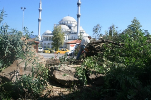 Çarşı İçerisindeki Tarihi Ağaçların Bir kısmı Kesildi