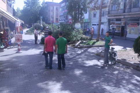 Çarşı İçerisindeki Tarihi Ağaçların Bir kısmı Kesildi