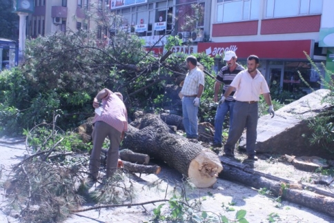 Çarşı İçerisindeki Tarihi Ağaçların Bir kısmı Kesildi