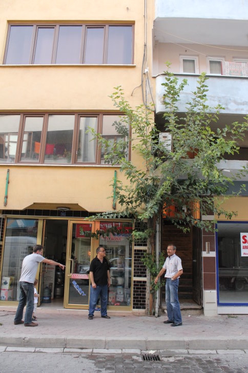 70 Yıl Sonra Yeniden Meyve Verdi