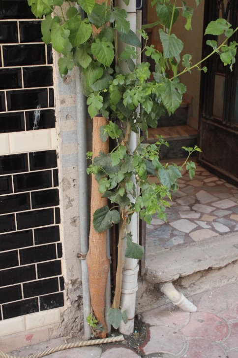 70 Yıl Sonra Yeniden Meyve Verdi