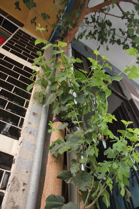 70 Yıl Sonra Yeniden Meyve Verdi