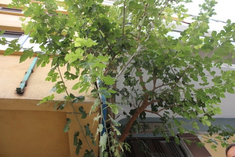 70 Yıl Sonra Yeniden Meyve Verdi