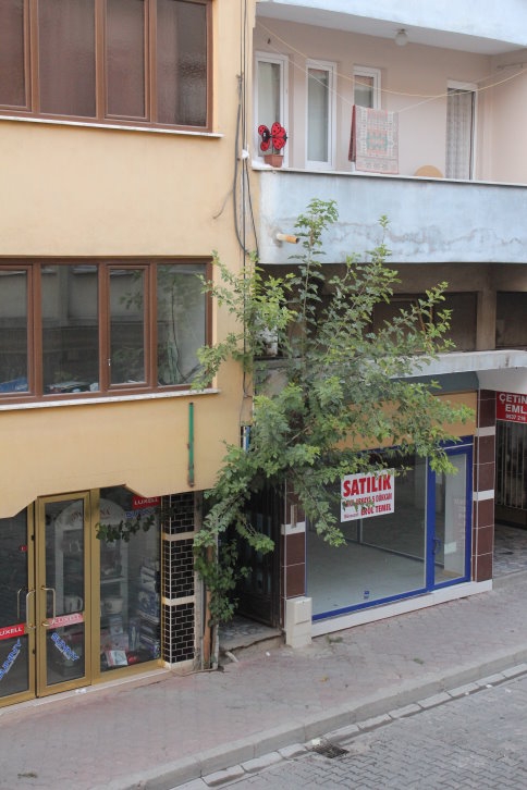 70 Yıl Sonra Yeniden Meyve Verdi