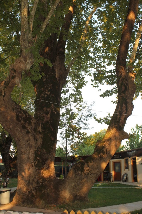 Tesisin Kaderini Değiştiren Ne ?