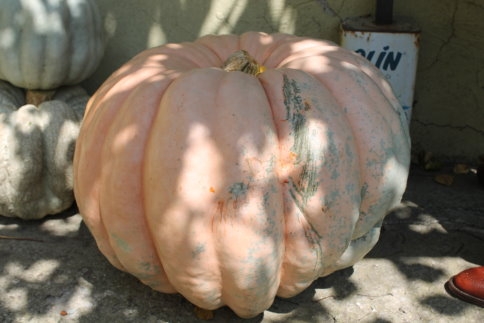 Milli Güreşçi Artık Kabak Yetiştiriyor