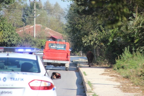 Bir İnek, Beş Yaralı