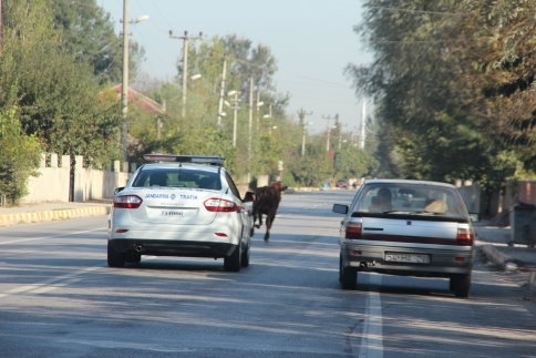 Bir İnek, Beş Yaralı