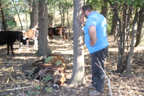 Bir İnek, Beş Yaralı